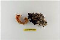 藏品(光螯硬殼寄居蟹)的圖片